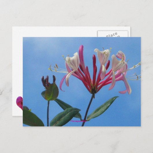 honeysuckle-1, Honeysuckle Briefkaart (Voorkant / Achterkant)