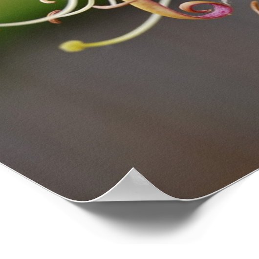 Honeysuckle [Art Print] Poster (Hoek)