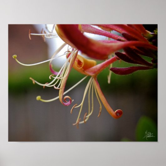 Honeysuckle [Art Print] Poster (Voorkant)