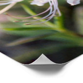Honeysuckle Azalea Wildflower Poster (Hoek)