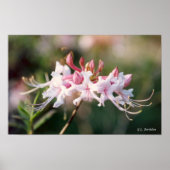 Honeysuckle Azalea Wildflower Poster (Voorkant)