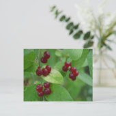 Honeysuckle Berries Briefkaart (Staand voorkant)