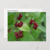 Honeysuckle Berries Briefkaart (Voorkant / Achterkant)