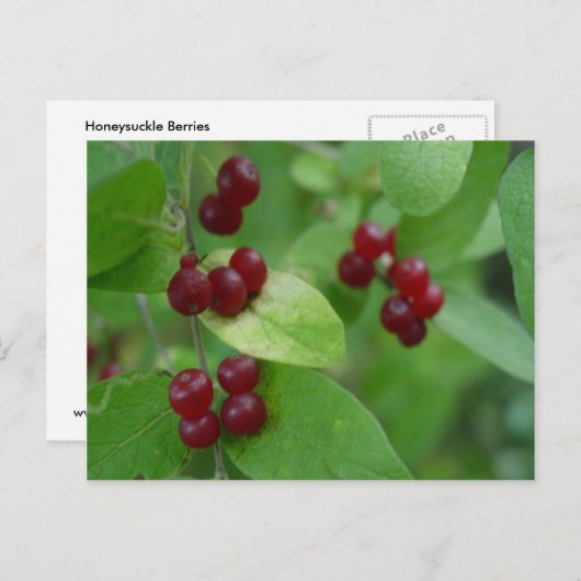 Honeysuckle Berries Briefkaart (Voorkant / Achterkant)