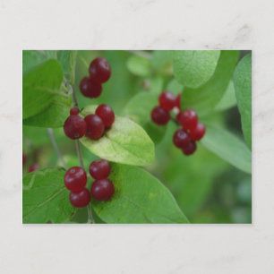 Honeysuckle Berries Briefkaart