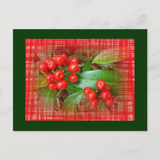 Honeysuckle Berries op katoenkatoen Briefkaart (Voorkant)