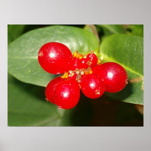 Honeysuckle Berries Poster (Voorkant)