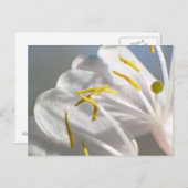 Honeysuckle Briefkaart (Voorkant / Achterkant)