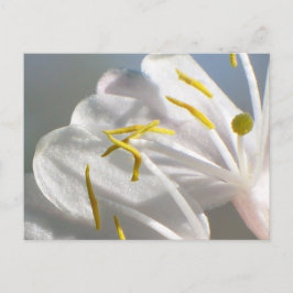 Honeysuckle Briefkaart