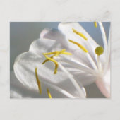 Honeysuckle Briefkaart (Voorkant)