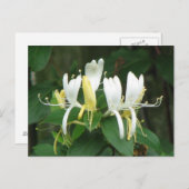 Honeysuckle Briefkaart (Voorkant / Achterkant)