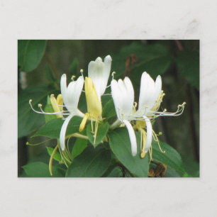 Honeysuckle Briefkaart