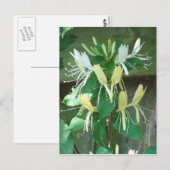 Honeysuckle Briefkaart (Voorkant / Achterkant)