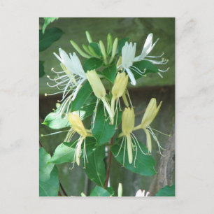 Honeysuckle Briefkaart