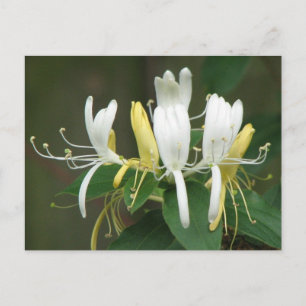 Honeysuckle Briefkaart