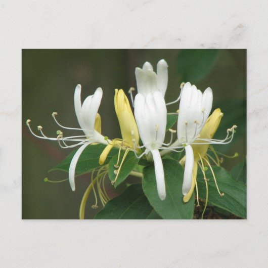 Honeysuckle Briefkaart (Voorkant)