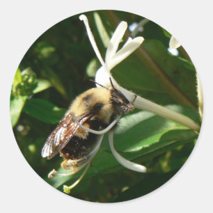 Honeysuckle Bumble Bee Ronde Sticker