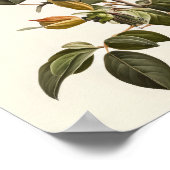 Honeysuckle Flowers Art Print Poster (Hoek)