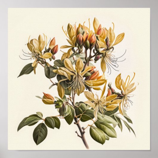 Honeysuckle Flowers Art Print Poster (Voorkant)