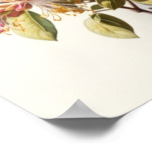 Honeysuckle Flowers Art Print Poster (Hoek)