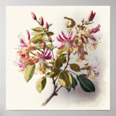 Honeysuckle Flowers Art Print Poster (Voorkant)