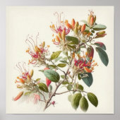 Honeysuckle Flowers Art Print Poster (Voorkant)