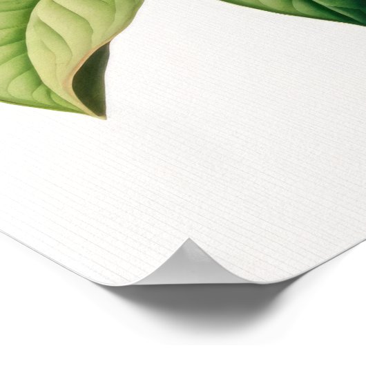 Honeysuckle Flowers Art Print Poster (Hoek)