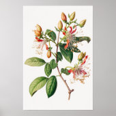 Honeysuckle Flowers Art Print Poster (Voorkant)