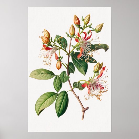 Honeysuckle Flowers Art Print Poster (Voorkant)
