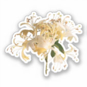 Honeysuckle Flowers \ June Birth flower Sticker (Voorkant)