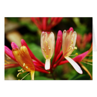 Honeysuckle-kaart