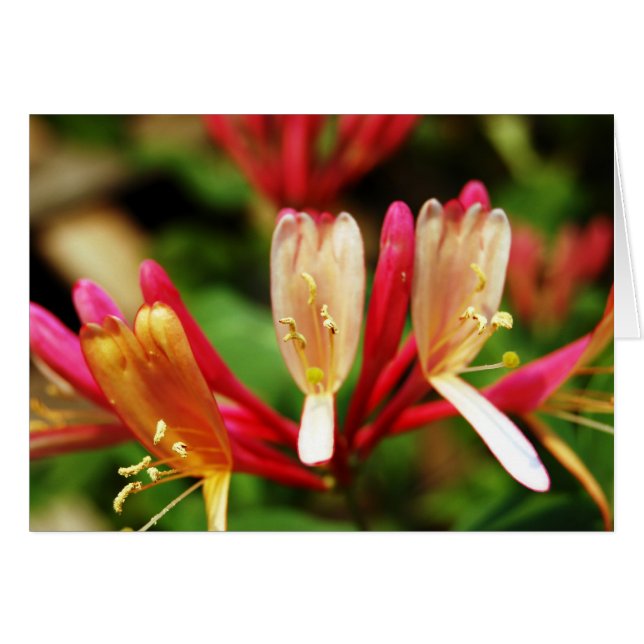 Honeysuckle-kaart (Voorkant Horizontaal)