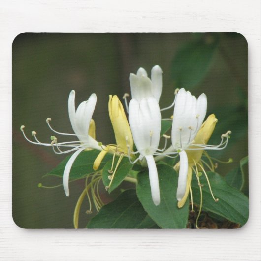 Honeysuckle Muismat (Voorkant)