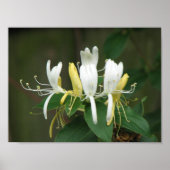 Honeysuckle Poster (Voorkant)