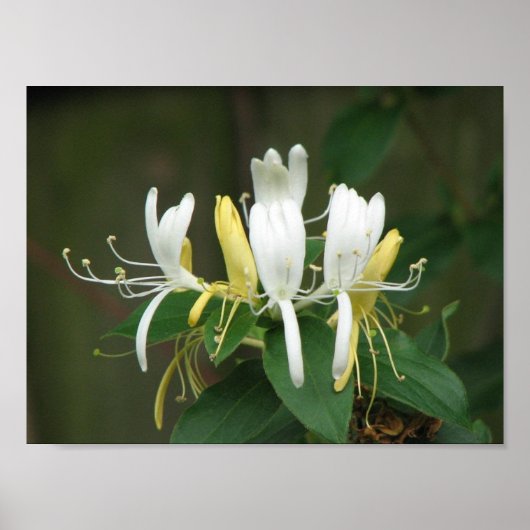 Honeysuckle Poster (Voorkant)