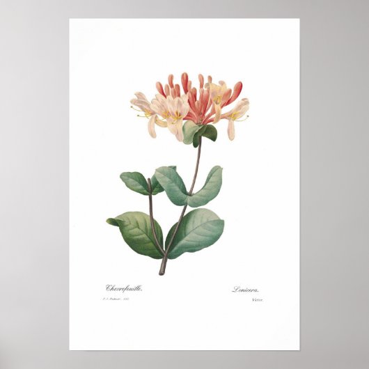 Honeysuckle Poster (Voorkant)