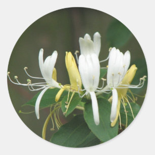 Honeysuckle Ronde Sticker