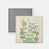 Honeysuckle, Sage en Roos Magneet (Voorkant / Achterkant)