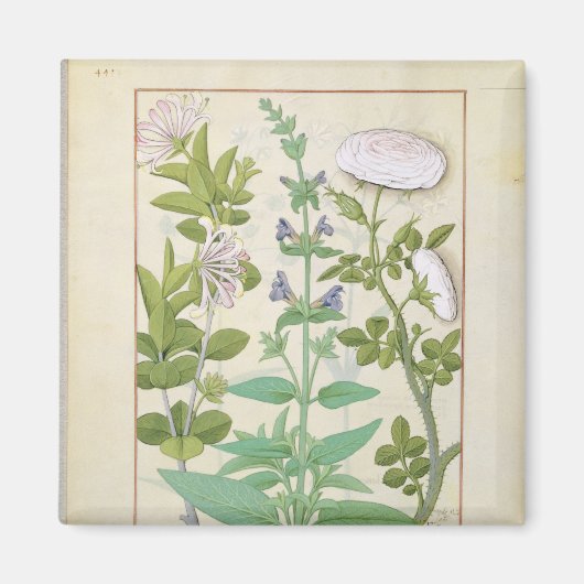 Honeysuckle, Sage en Roos Magneet (Voorkant)