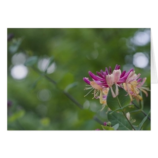 Honeysuckle Touch (Voorkant Horizontaal)