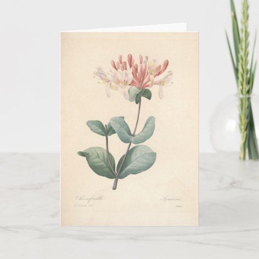 Honeysuckle van Redoute Botanical Sympathcard Bedankkaart (Voorkant)