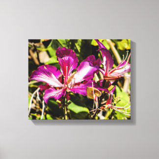 Hong Kong Orchid Tree Canvas