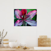 Hong Kong Orchid Tree Poster (Keuken)