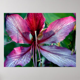 Hong Kong Orchid Tree Poster