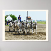 Hongaars paard poster (Voorkant)