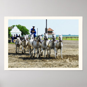 Hongaars paard poster
