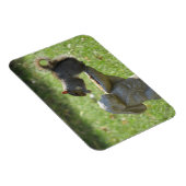 Hongaarse eekhoorn op konijneninvoer magneet (Rechterzijde)