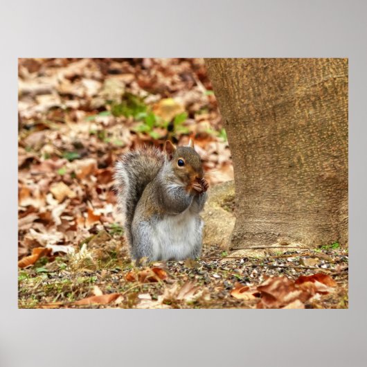 Hongaarse eekhoorn poster (Voorkant)