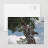 Hongaarse Giraffe Briefkaart (Voorkant / Achterkant)