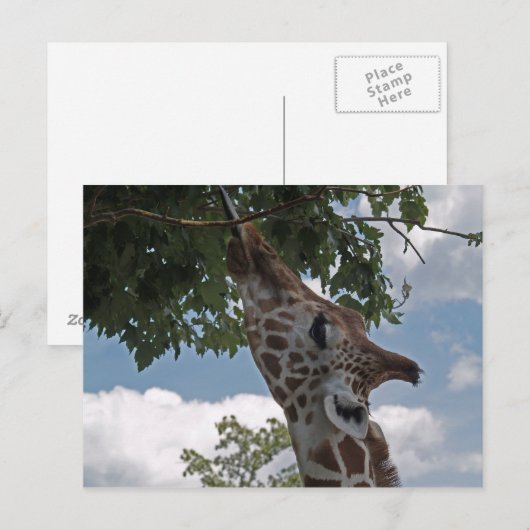 Hongaarse Giraffe Briefkaart (Voorkant / Achterkant)